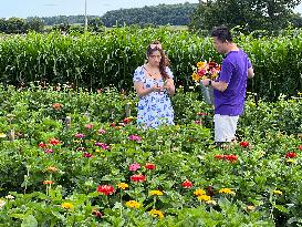 Flower Picking In Canada