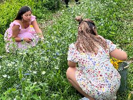 Flower Picking In Canada