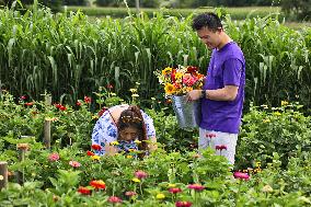 Flower Picking In Canada