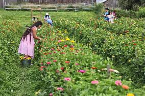 Flower Picking In Canada