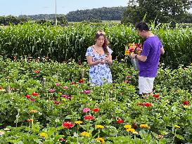 Flower Picking In Canada