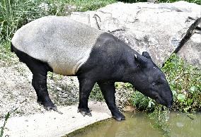 Malayan tapir at western Japan zoo