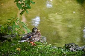 Stryiskyi Park in Lviv