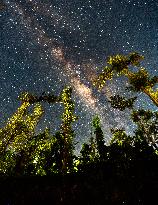The Milky Way Is Seen Over The Forest In Haputale