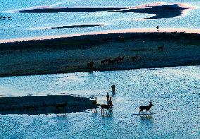 ELKS Play in The Tidal Flat Wetland in Yancheng