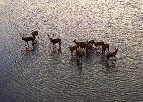 ELKS Play in The Tidal Flat Wetland in Yancheng