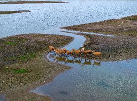 ELKS Play in The Tidal Flat Wetland in Yancheng