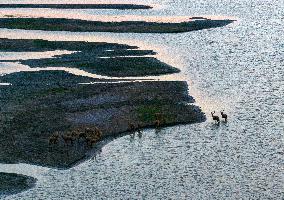 ELKS Play in The Tidal Flat Wetland in Yancheng