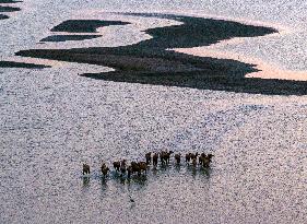 ELKS Play in The Tidal Flat Wetland in Yancheng