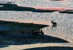 ELKS Play in The Tidal Flat Wetland in Yancheng