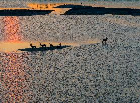 ELKS Play in The Tidal Flat Wetland in Yancheng