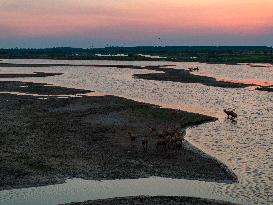 ELKS Play in The Tidal Flat Wetland in Yancheng