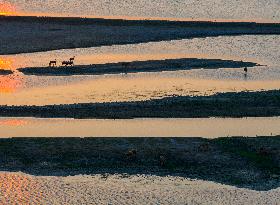 ELKS Play in The Tidal Flat Wetland in Yancheng