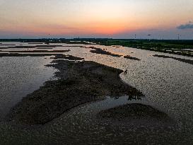 ELKS Play in The Tidal Flat Wetland in Yancheng