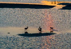 ELKS Play in The Tidal Flat Wetland in Yancheng