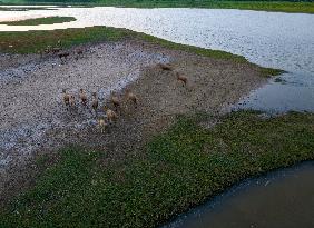 ELKS Play in The Tidal Flat Wetland in Yancheng