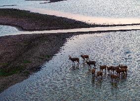 ELKS Play in The Tidal Flat Wetland in Yancheng