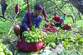 BANGLADESH-CHATTOGRAM-GUAVA-FARMING