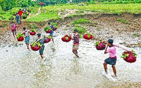BANGLADESH-CHATTOGRAM-GUAVA-FARMING