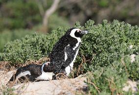 SOUTH AFRICA-SIMON'S TOWN-AFRICAN PENGUIN