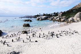 SOUTH AFRICA-SIMON'S TOWN-AFRICAN PENGUIN