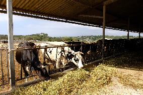 Mahon Cheese Making - Menorca