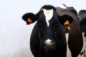 Mahon Cheese Making - Menorca