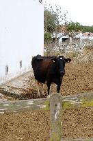 Mahon Cheese Making - Menorca