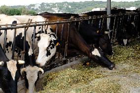 Mahon Cheese Making - Menorca