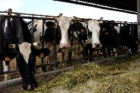 Mahon Cheese Making - Menorca