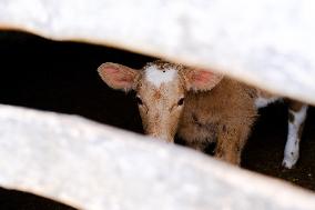 Mahon Cheese Making - Menorca