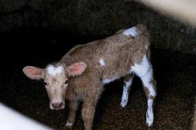 Mahon Cheese Making - Menorca