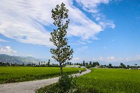 Daily Life In Kashmir