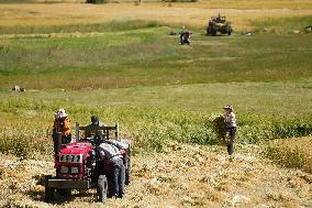 CHINA-TIBET-BANBAR-AUTUMN HARVEST (CN)