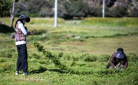 CHINA-TIBET-BANBAR-AUTUMN HARVEST (CN)