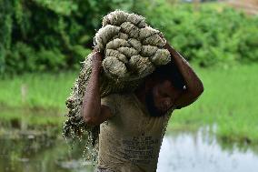 Jute Harvesting In India