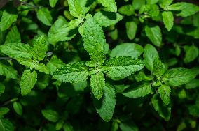 Holy Basil “The Queen Of Herbs”