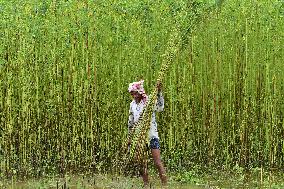 Jute Harvesting In India