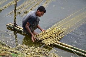 Jute Harvesting In India