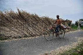 Jute Harvesting In India