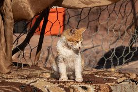A Little Cat In The Archaeological Site Of Petra