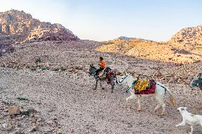 Donkey In Petra Jordan