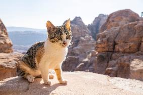 A Little Cat In The Archaeological Site Of Petra