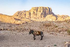 Donkey In Petra Jordan