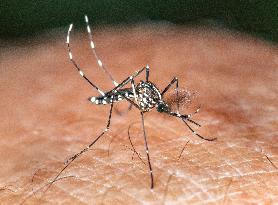 Tiger Mosquitoes invade France this summer - Paris