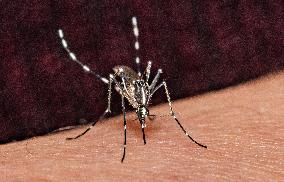 Tiger Mosquitoes invade France this summer - Paris