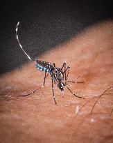 Tiger Mosquitoes invade France this summer - Paris