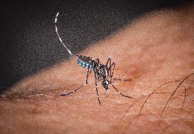Tiger Mosquitoes invade France this summer - Paris