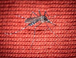 Tiger Mosquitoes invade France this summer - Paris
