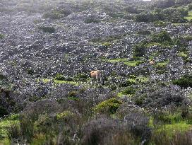SOUTH AFRICA-CAPE TOWN-VIEW